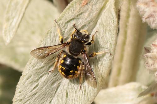 Anthidium manicatum